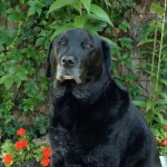 courtyards ltd animal drive